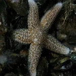 From the Depths 2
