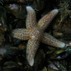 From the Depths 1